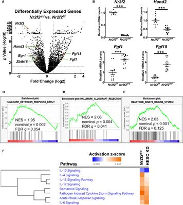 The NR2F2-HAND2 signaling axis regulates progesterone actions in the uterus at early pregnancy